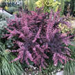 Berberis thunbergii 'Rose Glow': Bild 6/7