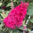 Buddleja davidii 'Little Ruby': Bild 4/5