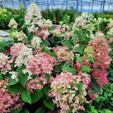 Hydrangea paniculata 'Diamant Rouge' - Rispenhortensie