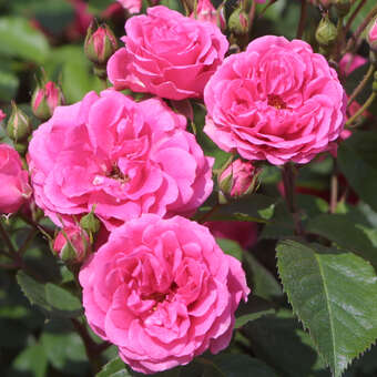 Rose 'Elmshorn'