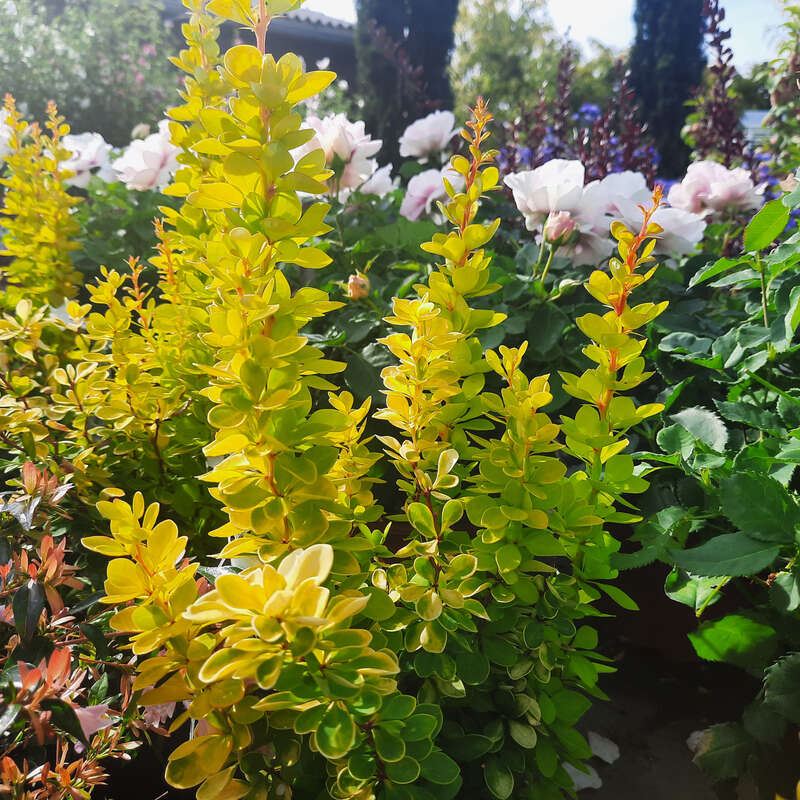 Berberis thu. 'Atropurpurea Nana' (Zuurbes) struik kopen | Heijnen Planten