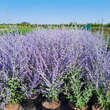 Perovskia atriplicifolia 'Little Spire': Bild 1/2
