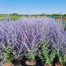 Perovskia atriplicifolia 'Little Spire' - Blauraute