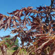 Fagus sylvatica 'Midnight Feather': Bild 2/3