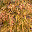 Acer palmatum 'Palmatifidum': Bild 6/8