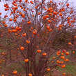 Diospyros kaki 'Vindobona': Bild 8/9