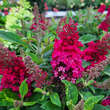 Buddleja davidii 'Little Ruby': Bild 5/5