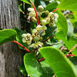 Actinidia arguta 'Prince Jumbo': Bild 1/2