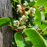 Actinidia arguta 'Prince Jumbo' (M) - Japanische Honigbeere, Kokuwa (männlich)