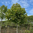 Platanus hispanica 'Alphens Globe': Bild 5/5
