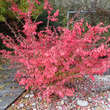 Euonymus alatus: Bild 4/8