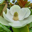 Magnolia grandiflora 'Little Gem': Bild 2/6