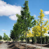 Gleditsia triacanthos 'Street Keeper' - Lederhülsenbaum