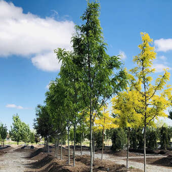Gleditsia triacanthos 'Street Keeper'