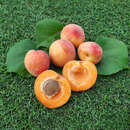 Prunus armeniaca 'Armicol' - Säulenmarille