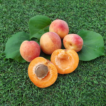 Prunus armeniaca 'Armicol'