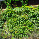 Actinidia deliciosa 'Tomuri' - Kiwi (männlich)