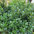 Prunus laurocerasus 'Etna': Bild 2/8