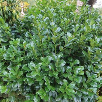 Kirschlorbeer - Prunus laurocerasus 'Etna' in Baumschulqualitt aus  sterreich kaufen
