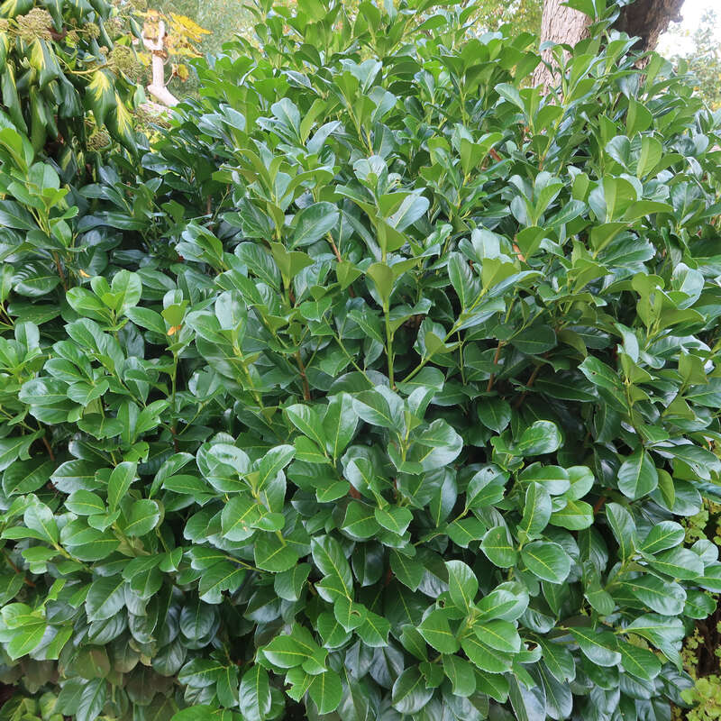 Kirschlorbeer - Prunus laurocerasus 'Etna' in Baumschulqualitt aus  sterreich kaufen