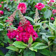Buddleja davidii 'Little Ruby': Bild 2/5