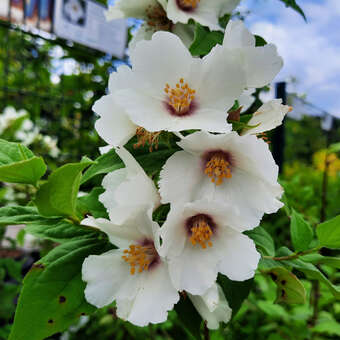 Philadelphus 'Belle Etoile'