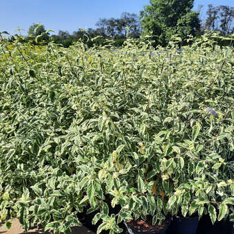 Caryopteris clandonensis 'White Surprise'