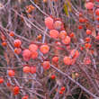 Diospyros virginiana 'SAA Pieper': Bild 4/5