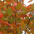 Amelanchier arborea 'Robin Hill': Bild 2/2