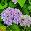 Hydrangea macrophylla 'Bodensee': Bild 3/3