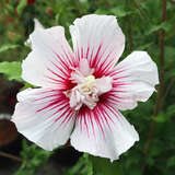 Hibiscus syriacus 'Starbust Chiffon' - Eibisch