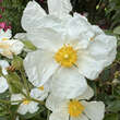 Cistus laurifolius: Bild 3/6