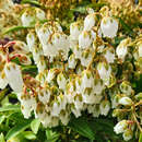 Pieris japonica 'Purity' - Lavendelheide