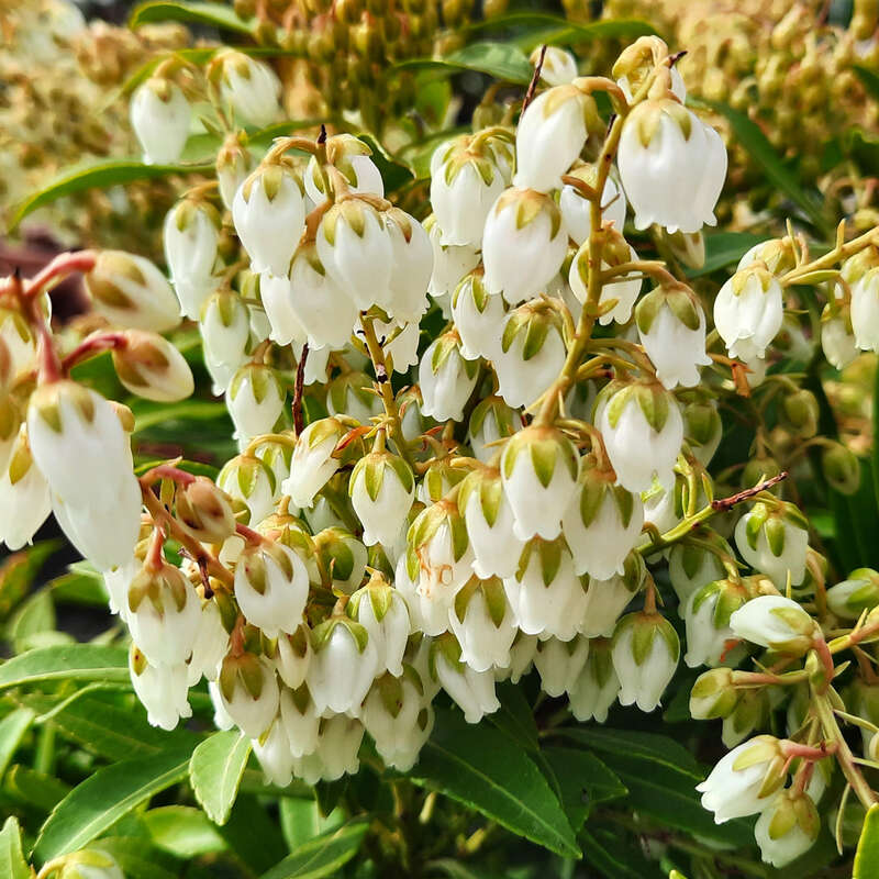 Lavendelheide - Pieris japonica 'Purity' - wei
