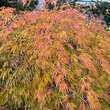Acer palmatum 'Palmatifidum': Bild 5/8
