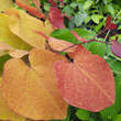 Cercis canadensis 'Eternal Flame': Bild 5/6