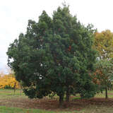 Quercus turneri 'Pseudoturneri' - Immergrüne Eiche