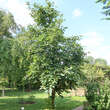 Diospyros kaki: Bild 5/6