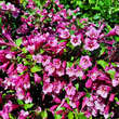 Weigela 'Minuet': Bild 3/3