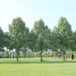 Tilia cordata 'Greenspire': Bild 7/7