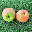 Malus domestica 'Jucunda': Bild 1/1