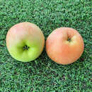 Malus domestica 'Jucunda' - Säulenapfel