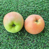 Malus domestica 'Jucunda' - Säulenapfel