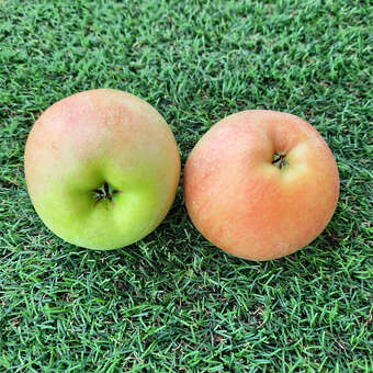 Malus domestica 'Jucunda'