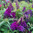 Buddleja davidii 'Little Purple': Bild 3/6