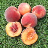 Prunus persica 'Südhaven' - Pfirsich