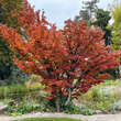 Acer palmatum 'Shishigashira': Bild 7/13