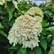 Hydrangea paniculata 'Fire Light': Bild 2/4
