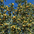 Crataegus azarolus: Bild 7/8