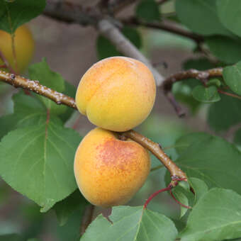 Prunus armenica 'Strauchige Frühmarille'